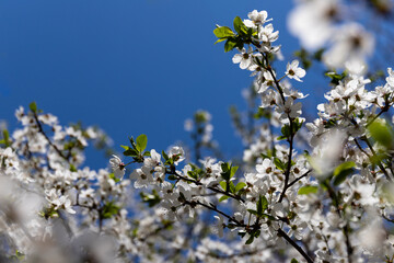 Beautiful branches of blossoming cherries. Beautiful abstract spring background.