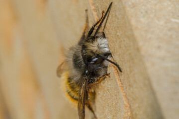 Wildbiene Osmia