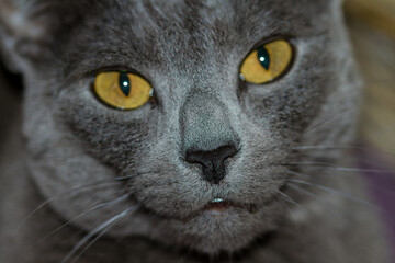 Russisch Blau Katze, Katzenaugen, Katzennase