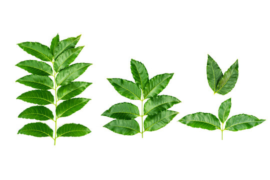 Medicinal neem leaves Azadirachta indica ,Siamese neem leaves, Neem leaves isolated on white background. herbs from green leaves.