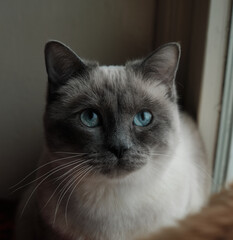 Siam Katze blaue Augen