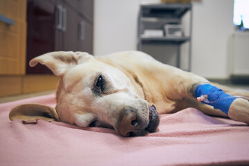 Old dog in animal hospital. Sick labrador retriever resting after surgery..