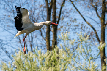 Cicogna in volo