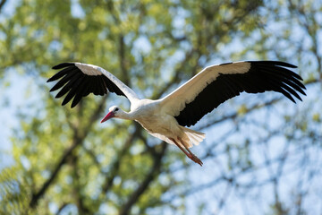 Cicogna in volo