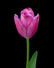 Beautiful red-purple blooming tulip with green stem and leaf isolated on black background. Studio shot.