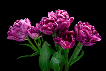 Beautiful red-purple tulips with green stem and leaves isolated on black background. Elegant bouquet. Studio shot.