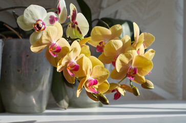Yellow orchids close-up blooming in a room 