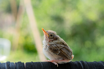 A baby bird is born that cannot fly.