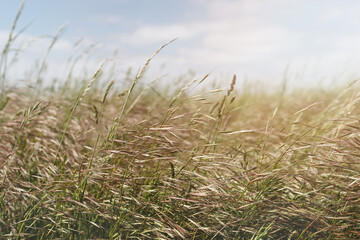 Tall field grass in the morning foggy morning. Gentle sunbeams. Beautiful background or texture. Soft selective focus.