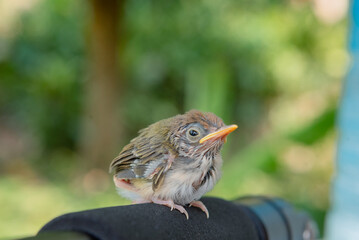 A baby bird is born that cannot fly.