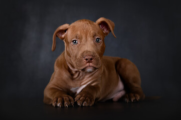 brown pit bull puppy with cute floppy ears lying down on black background