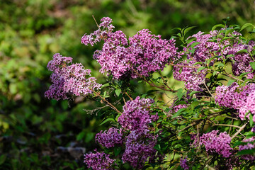 lilas