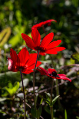 Fototapeta premium Spring, red anemone (Anemone coronaria) grows in a meadow close-up