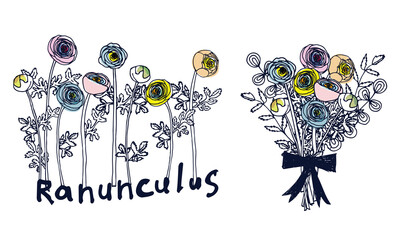 ranunculus