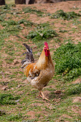 Agriculture. Beautiful, bright rooster close-up