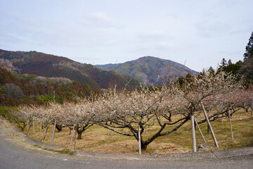 Obraz premium 梅の花咲く山里(徳島県神山町)