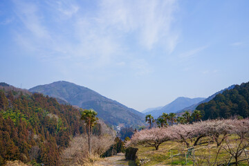 Fototapeta na wymiar 梅の花咲く山里(徳島県神山町)