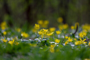 Color photograph of the first spring flowers in nature. Buttercup yellow and blurred green grass in the foreground are out of focus.