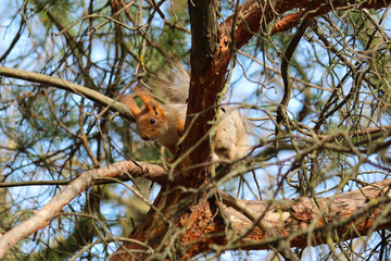 Photo of a squirrel on a tree branch. Little cute animal in the forest.