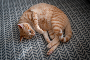 brown tabby cat lying on the carpet