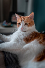 close up. Brown and white cat with yellow eyes