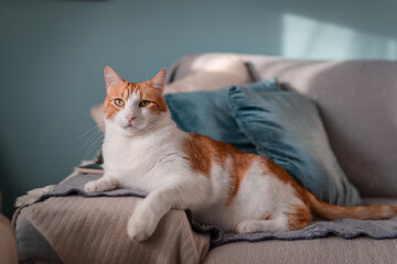   brown and white cat with yellow eyes  lying on a sofa with blue background