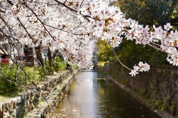 京都祇園の桜　