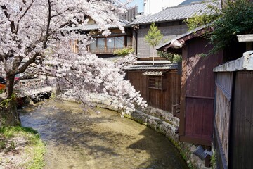Fototapeta na wymiar 京都祇園の桜　