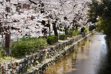 Fototapeta premium 京都祇園の桜 
