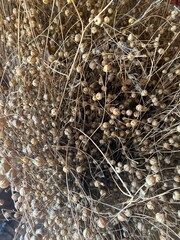 Bunch of dried flax close-up view. Sadness, autumn melancholy, depression, mourn, grief concept