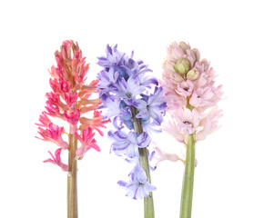 Gorgeous hyacinth flowers on white background