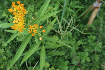 blood-flower milkweed design for  ecological chain