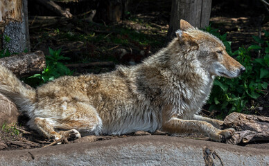 Arctic wolf male. Latin name - Canis lupus arctos	