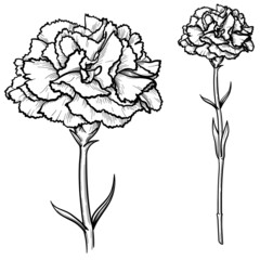 Carnations flowers isolated on white background. Black and white illustration, vector.