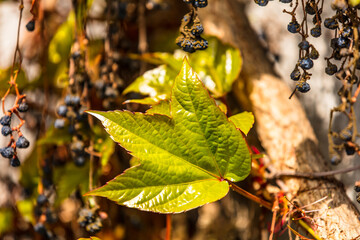 Weinblätter