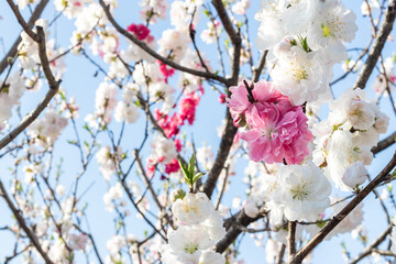 Fototapeta premium 日本の紅白の桃の花および青空