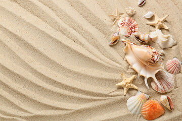 Many different sea shells and starfishes on sea coast - obrazy, fototapety, plakaty