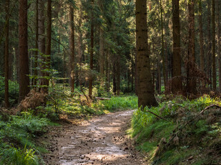 Heringsgrund in der Sächsischen Schweiz - Waldweg zur Rübezahlstiege