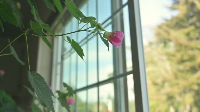 Abutilon hybridum pink flower, also called flowering maple, inside a house by a window.