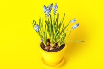 Pot with blooming grape hyacinth plant (Muscari) on yellow background