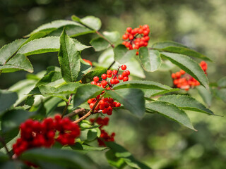 Königstein in der Sächsischen Schweiz - Vogelbeere