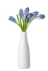 Vase with bouquet of beautiful Muscari flowers isolated on white