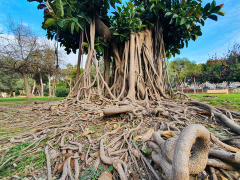 Ficus de largas raices en parque de Torrevieja