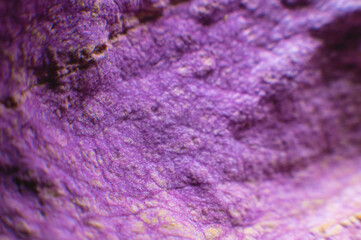 Dry purple rose petals. Macro photography. Abstract background. Withered plant close-up. shallow depth of field abstract background