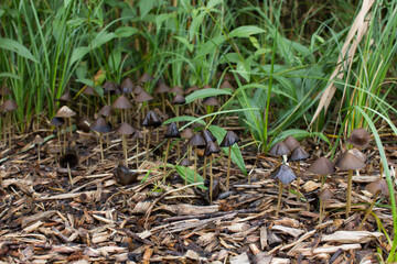 mushrooms on the floor in a forest