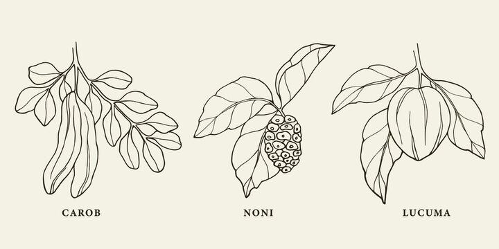 Set of line art carob, noni, lucuma