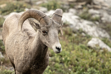 Obraz na płótnie Canvas Three Quarter View Of Big Horn Sheeps Face With Copy Space