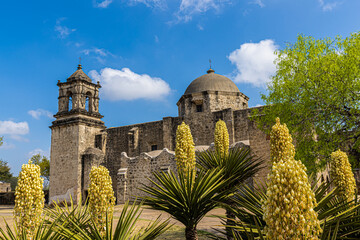 Blooming Yucca Cactus and The Mission San José, San Antonio Missions National Historical Park, San...
