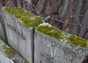 Green moss on old boards