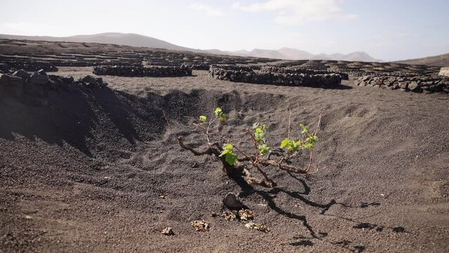 Traditinal cultivation method of vine on lava ground, Lanzarote island. Spain.